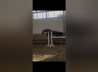 Caballo de deporte alemán, Caballo castrado, 3 años, 160 cm, Castaño oscuro