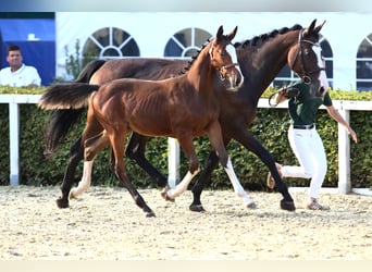 Caballo de deporte alemán, Caballo castrado, 3 años, 160 cm, Castaño oscuro