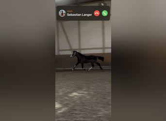 Caballo de deporte alemán, Caballo castrado, 3 años, 160 cm, Castaño oscuro