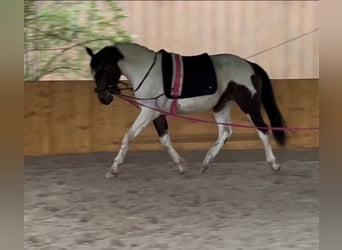 Caballo de deporte alemán, Caballo castrado, 3 años, 160 cm, Pío