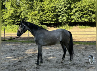 Caballo de deporte alemán, Caballo castrado, 3 años, 160 cm, Tordo