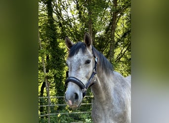 Caballo de deporte alemán, Caballo castrado, 3 años, 160 cm, Tordo