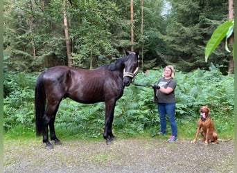 Caballo de deporte alemán, Caballo castrado, 3 años, 161 cm, Morcillo