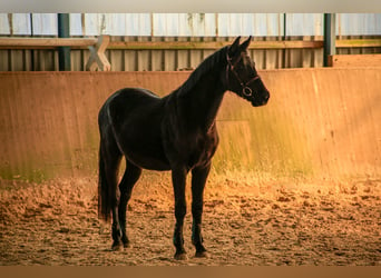 Caballo de deporte alemán, Caballo castrado, 3 años, 161 cm, Morcillo