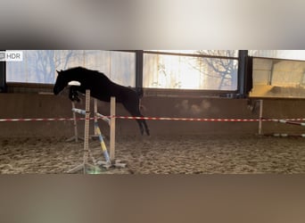 Caballo de deporte alemán, Caballo castrado, 3 años, 161 cm, Morcillo