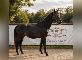 Caballo de deporte alemán, Caballo castrado, 3 años, 161 cm, Musgo