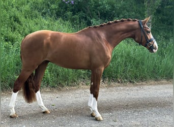 Caballo de deporte alemán, Caballo castrado, 3 años, 162 cm, Alazán