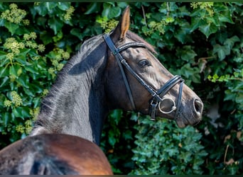 Caballo de deporte alemán, Caballo castrado, 3 años, 162 cm, Negro