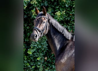 Caballo de deporte alemán, Caballo castrado, 3 años, 162 cm, Negro