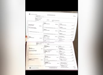 Caballo de deporte alemán, Caballo castrado, 3 años, 162 cm, Negro