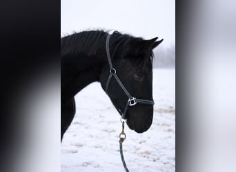 Caballo de deporte alemán, Caballo castrado, 3 años, 162 cm, Negro