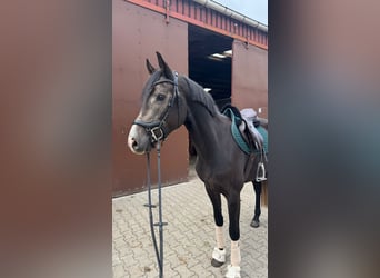 Caballo de deporte alemán, Caballo castrado, 3 años, 162 cm, Tordo