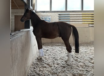 Caballo de deporte alemán, Caballo castrado, 3 años, 163 cm, Alazán-tostado