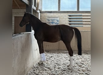 Caballo de deporte alemán, Caballo castrado, 3 años, 163 cm, Alazán-tostado