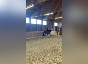 Caballo de deporte alemán, Caballo castrado, 3 años, 163 cm, Castaño