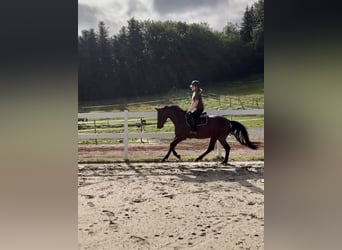 Caballo de deporte alemán, Caballo castrado, 3 años, 163 cm, Castaño