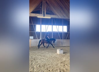 Caballo de deporte alemán, Caballo castrado, 3 años, 163 cm, Castaño