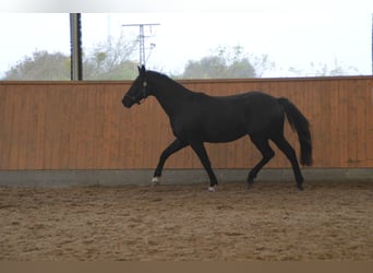 Caballo de deporte alemán, Caballo castrado, 3 años, 163 cm, Negro