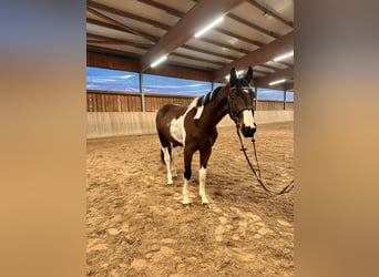 Caballo de deporte alemán, Caballo castrado, 3 años, 163 cm, Pío