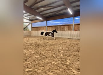 Caballo de deporte alemán, Caballo castrado, 3 años, 163 cm, Pío