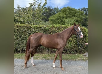 Caballo de deporte alemán, Caballo castrado, 3 años, 164 cm, Alazán