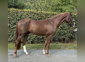 Caballo de deporte alemán, Caballo castrado, 3 años, 164 cm, Alazán