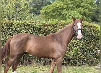 Caballo de deporte alemán, Caballo castrado, 3 años, 164 cm, Alazán