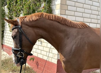 Caballo de deporte alemán, Caballo castrado, 3 años, 164 cm, Alazán