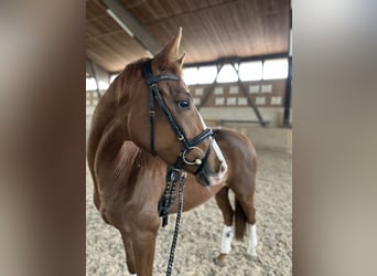 Caballo de deporte alemán, Caballo castrado, 3 años, 164 cm, Alazán