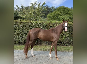 Caballo de deporte alemán, Caballo castrado, 3 años, 164 cm, Alazán