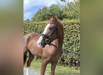 Caballo de deporte alemán, Caballo castrado, 3 años, 164 cm, Alazán