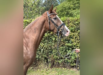 Caballo de deporte alemán, Caballo castrado, 3 años, 164 cm, Alazán