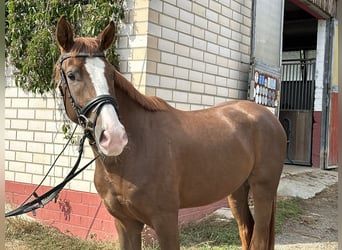 Caballo de deporte alemán, Caballo castrado, 3 años, 164 cm, Alazán