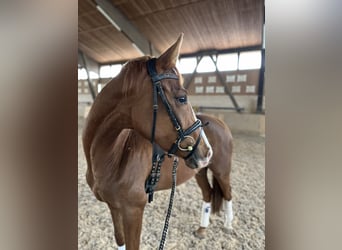 Caballo de deporte alemán, Caballo castrado, 3 años, 164 cm, Alazán