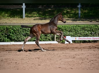 Caballo de deporte alemán, Caballo castrado, 3 años, 164 cm, Castaño