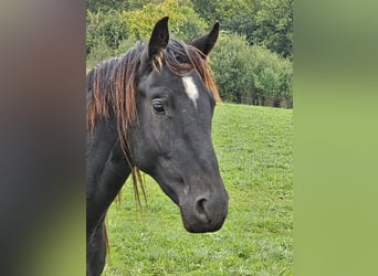 Caballo de deporte alemán, Caballo castrado, 3 años, 164 cm, Morcillo