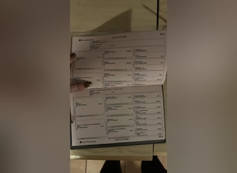 Caballo de deporte alemán, Caballo castrado, 3 años, 164 cm, Pío