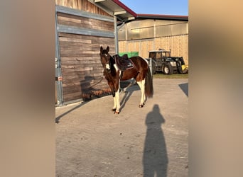 Caballo de deporte alemán, Caballo castrado, 3 años, 164 cm, Pío