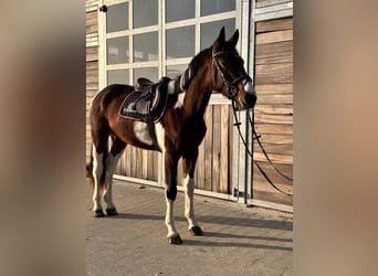 Caballo de deporte alemán, Caballo castrado, 3 años, 164 cm, Pío
