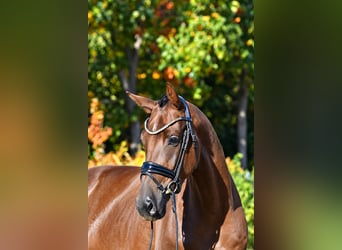 Caballo de deporte alemán, Caballo castrado, 3 años, 165 cm, Alazán-tostado