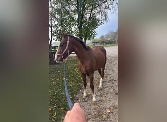Caballo de deporte alemán, Caballo castrado, 3 años, 165 cm, Alazán-tostado