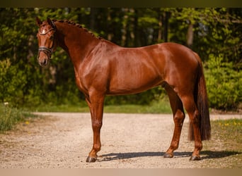 Caballo de deporte alemán, Caballo castrado, 3 años, 165 cm, Alazán-tostado