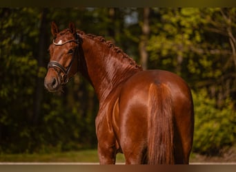 Caballo de deporte alemán, Caballo castrado, 3 años, 165 cm, Alazán-tostado