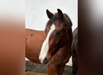 Caballo de deporte alemán, Caballo castrado, 3 años, 165 cm, Castaño