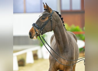 Caballo de deporte alemán, Caballo castrado, 3 años, 165 cm, Castaño