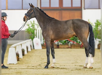 Caballo de deporte alemán, Caballo castrado, 3 años, 165 cm, Castaño