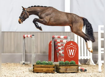 Caballo de deporte alemán, Caballo castrado, 3 años, 165 cm, Castaño