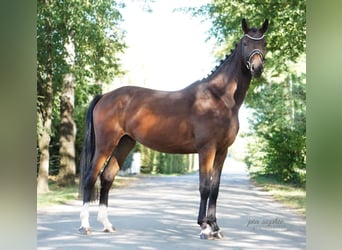 Caballo de deporte alemán, Caballo castrado, 3 años, 165 cm, Castaño oscuro