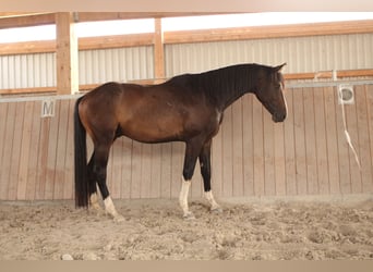 Caballo de deporte alemán, Caballo castrado, 3 años, 165 cm, Castaño oscuro