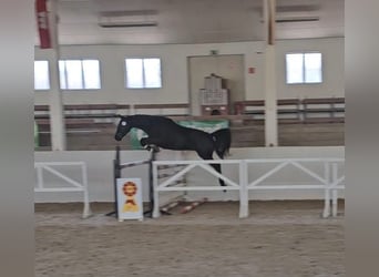 Caballo de deporte alemán, Caballo castrado, 3 años, 165 cm, Morcillo